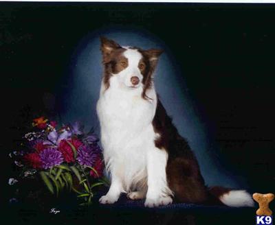 Stud Dogs - Border Collie