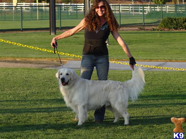 Stud Dogs - Golden Retriever