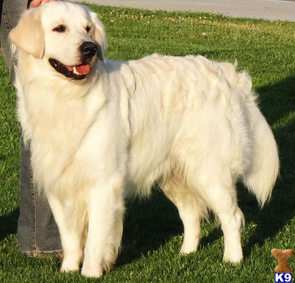 golden retriever stud dogs document moved golden retriever stud dogs document moved
