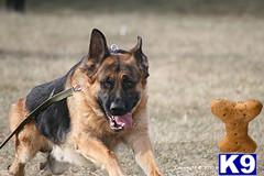 Stud Dogs - German Shepherd