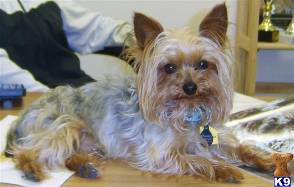 Stud Dogs - Yorkshire Terrier