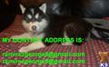 Alaskan Malamute