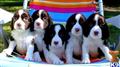 English Springer Spaniel