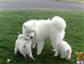 Samoyed