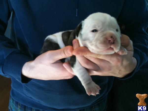 Puppies in MA
