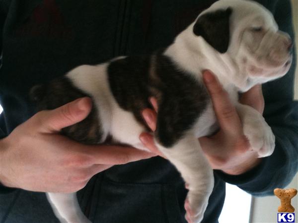 Puppies in MA