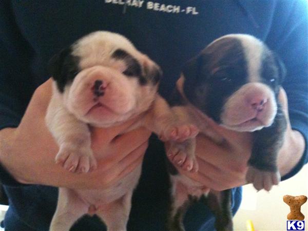 Puppies in MA