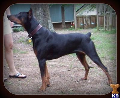 Stud Dogs - Doberman Pinscher