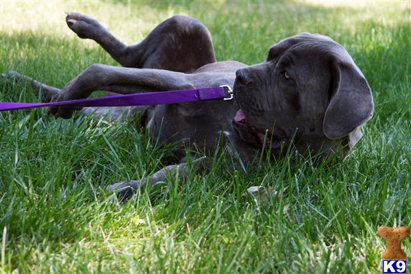 Stud Dogs - Neapolitan Mastiff