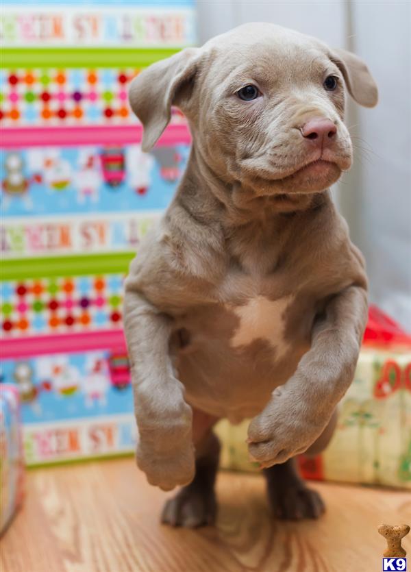 Neapolitan Mastiff Puppies