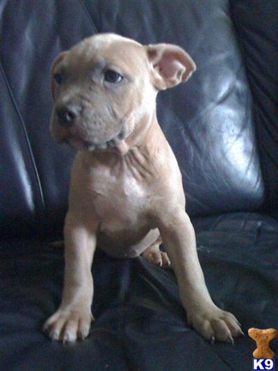 Puppies in Baton rouge