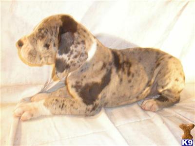Puppies in NJ