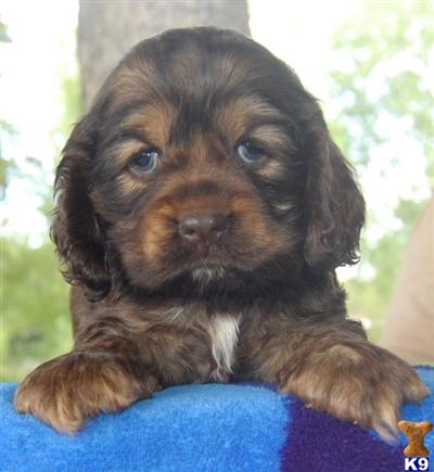 Cocker Spaniel Puppies in TX