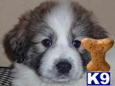 Great Pyrenees Puppies for Sale