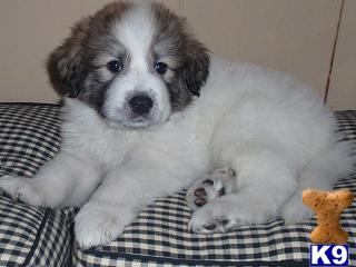 Great Pyrenees Puppies