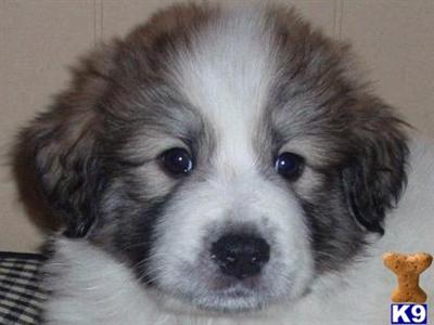 Puppies in IN
