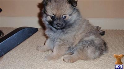Puppies in IN