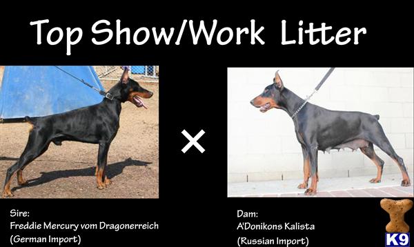 Doberman Pinscher Puppies in CA