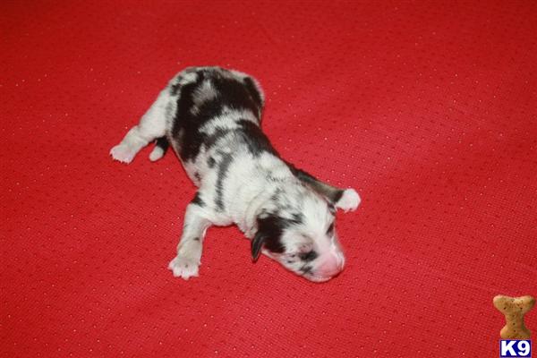 puppies for sale in aiken sc document moved puppies for sale in aiken sc document moved