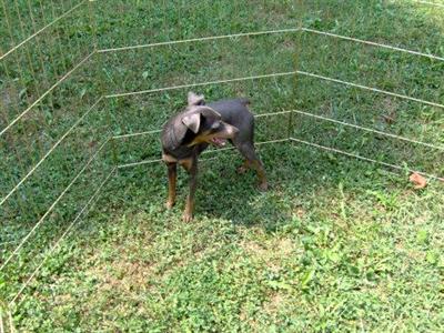 Dogs for Sale in WV