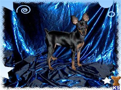 Miniature Pinscher Puppies for Sale