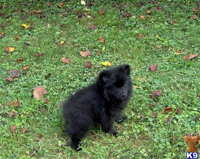 Puppies in WV