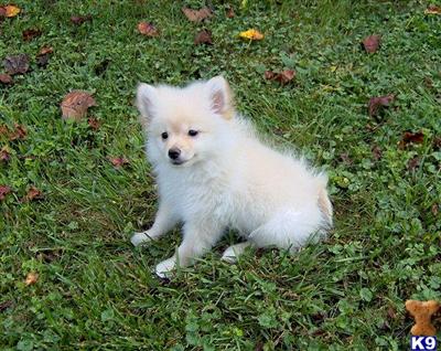 Puppies in WV