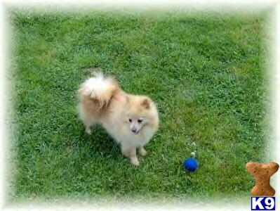 Dogs for Sale in WV