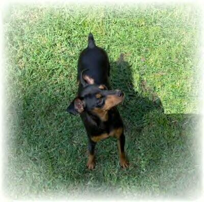 Dogs - Miniature Pinscher