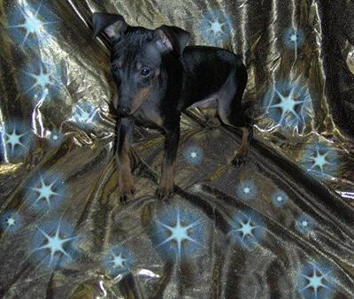 Puppies in WV