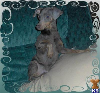Dogs for Sale in WV