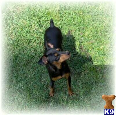 Dogs for Sale in WV