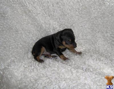 Miniature Pinscher Puppies for Sale