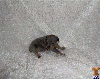 Miniature Pinscher Puppies for Sale