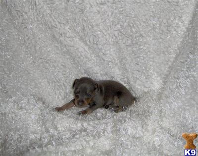 Miniature Pinscher Puppies for Sale