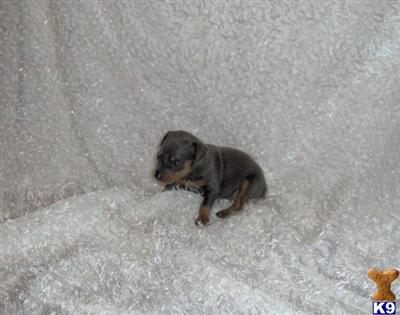 Miniature Pinscher Puppies for Sale