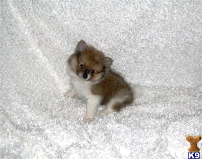 Puppies in WV