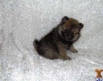 Puppies in WV