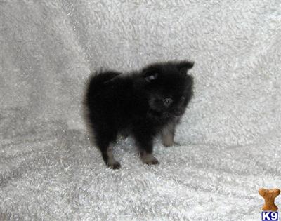 Puppies in WV