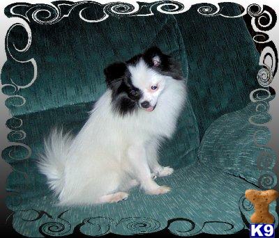 Dogs for Sale