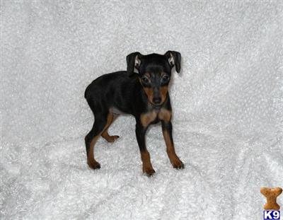 Miniature Pinscher Puppies for Sale