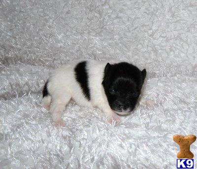 Pomeranian Puppies for Sale