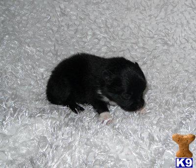 Pomeranian Puppies for Sale