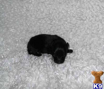 Pomeranian Puppies for Sale