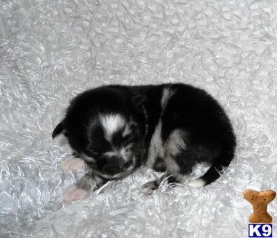 Pomeranian Puppies for Sale