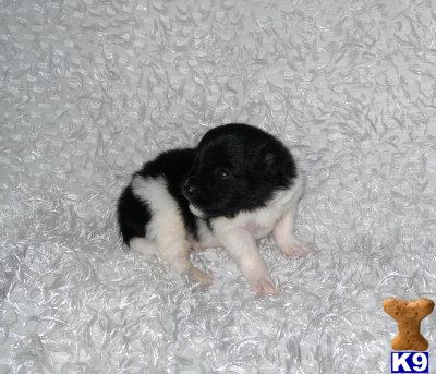 Pomeranian Puppies for Sale