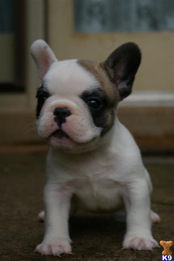 French Bulldog Puppies
