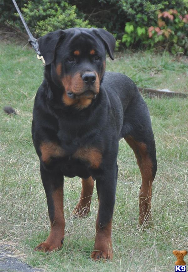 Stud Dogs - Rottweiler