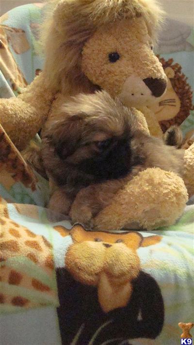 Pekingese Puppies for Sale