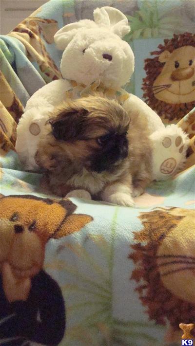 Pekingese Puppies for Sale
